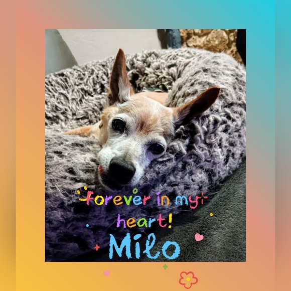 Meet your Posher, Tascha - Picture 15 of 17